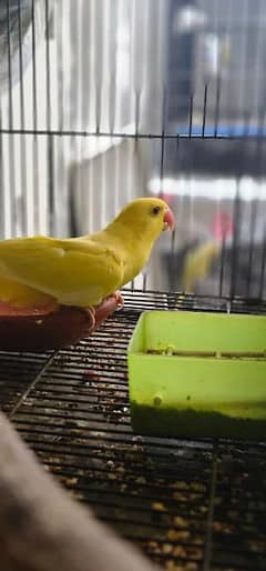 Mashallha yellow ring nack Healthy and active pathy for sell