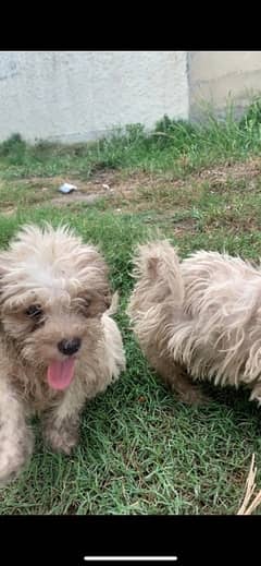 SHIH TZU PAIR