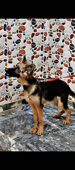 German Shepherd long coat urgent seal