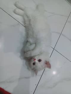 persian kitten for sale 0