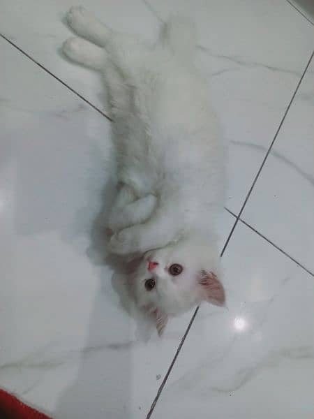 persian kitten for sale 0