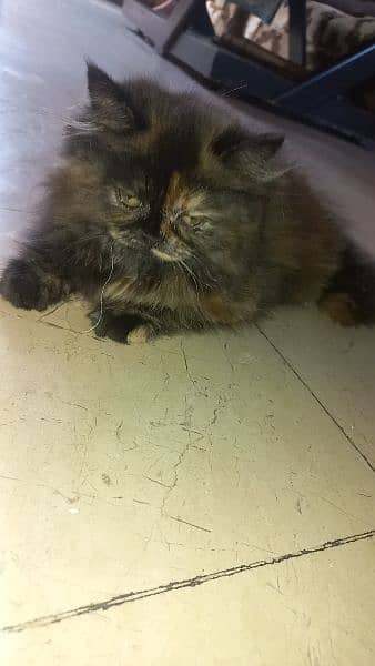 persian kitten for sale 1