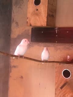 LOVE BIRDS FOR SALE (ALL SETUP ) 0