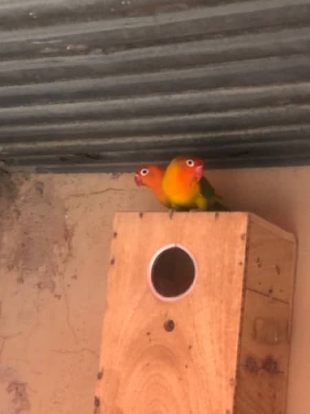 LOVE BIRDS FOR SALE (ALL SETUP ) 6