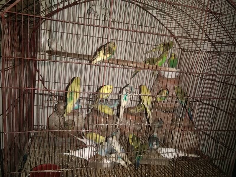 15 breeder pair 4