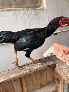 Sindhi cross and misri rooster ( murgey). FINAL PRICE NAZIMABAD