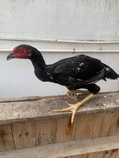 Sindhi cross and misri rooster ( murgey). FINAL PRICE NAZIMABAD