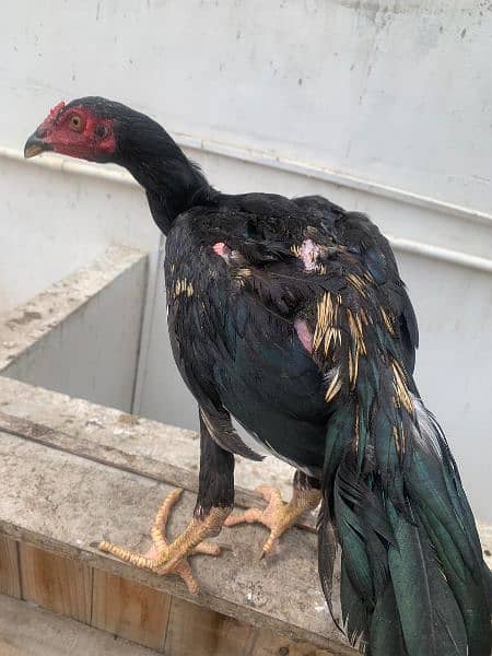 Sindhi cross and misri rooster ( murgey). 2