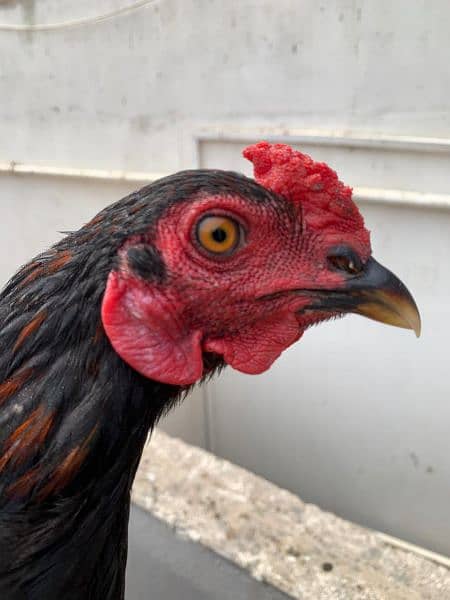 Sindhi cross and misri rooster ( murgey). 3