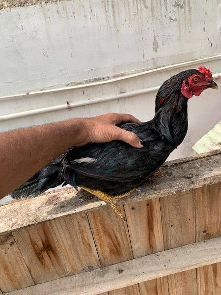 Sindhi cross and misri rooster ( murgey). 4