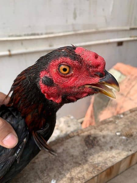 Sindhi cross and misri rooster ( murgey). 5