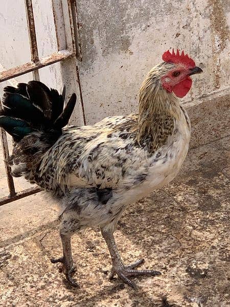 Sindhi cross and misri rooster ( murgey). 7