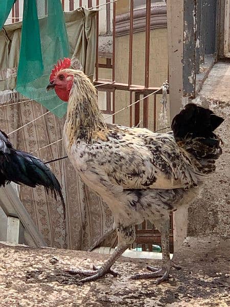 Sindhi cross and misri rooster ( murgey). 9