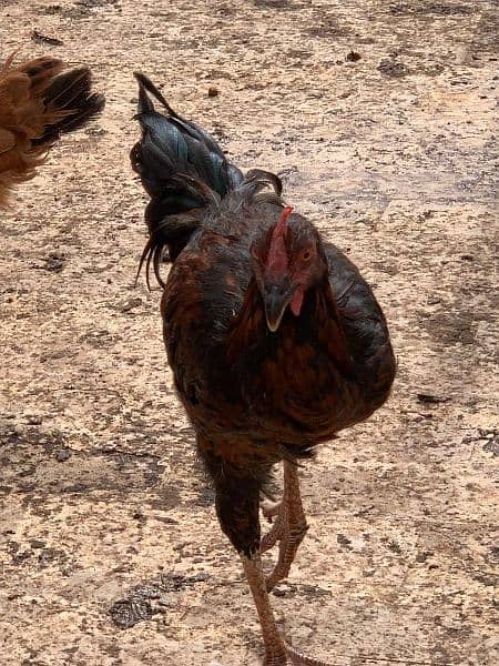 Sindhi cross and misri rooster ( murgey). 10