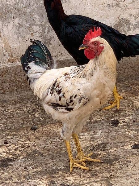 Sindhi cross and misri rooster ( murgey). 12