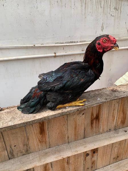 Sindhi cross and misri rooster ( murgey). 13