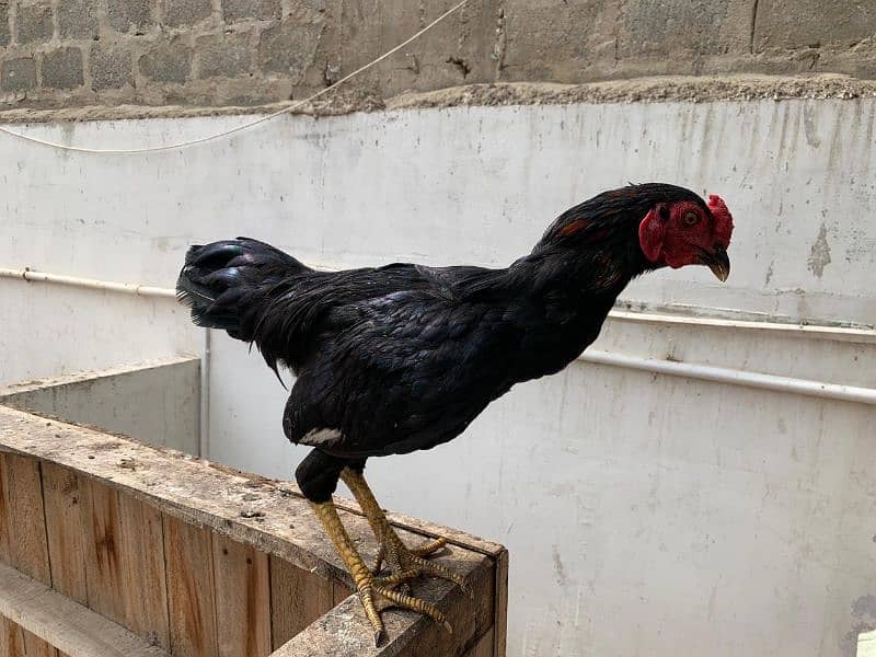 Sindhi cross and misri rooster ( murgey). 15