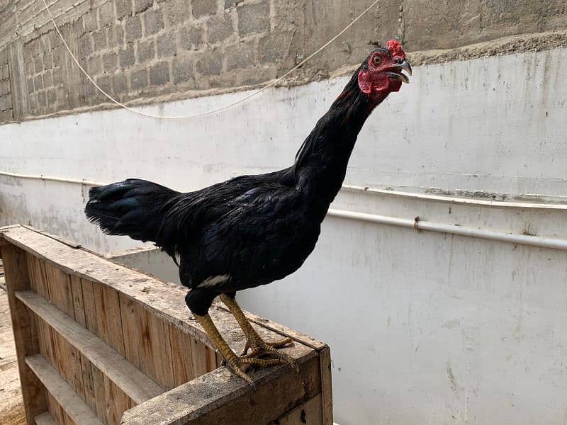 Sindhi cross and misri rooster ( murgey). 17