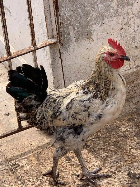 Sindhi cross and misri rooster ( murgey). 18