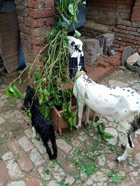 Desi goat 0