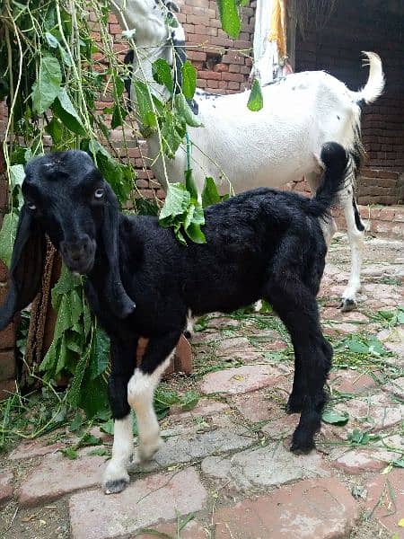 Desi goat 1