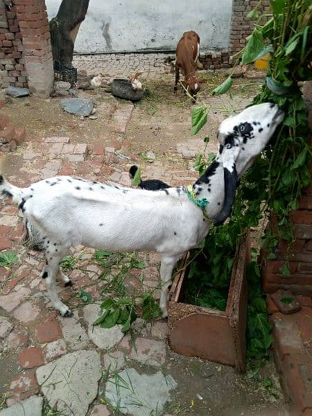 Desi goat 3