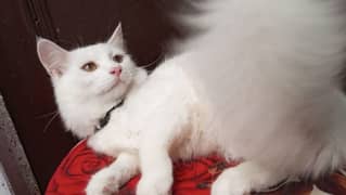 persian cats and kittens available