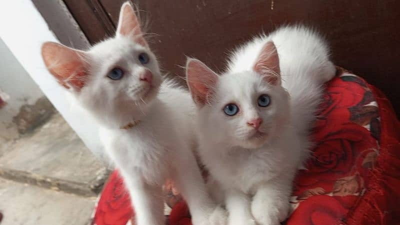 persian cats and kittens available 14