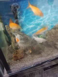 Aquarium with fishes 0