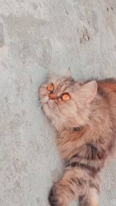 Persian female cat