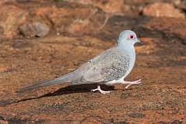 diamond dove