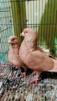 king size Pigeon for sale