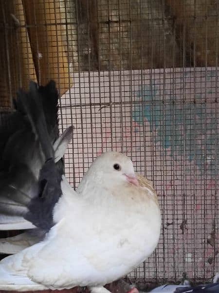 I want  to sell my pigeon 4