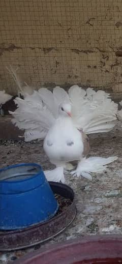 Indian/American fantail Pair with 1 extra female lucky/lakkay/lakay 0