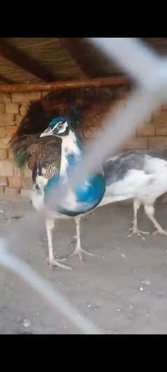 Indian peacock pair 32 colours