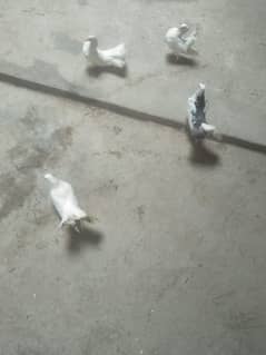 LUCKY BIRDS 0