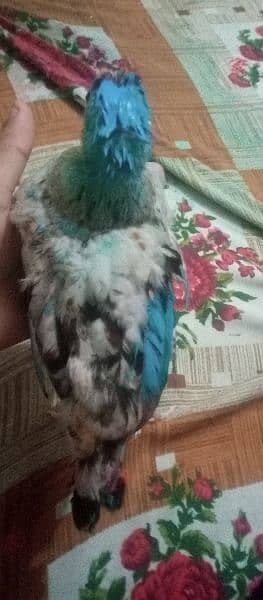 pure Desi hen 2 month age urgent sale 1