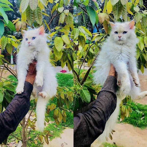 Persian Punch face triple coat cat Kitten 18