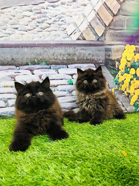 Persian Punch face triple coat cat Kitten 4