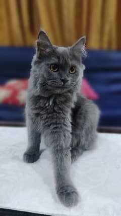 Persian Smoke Grey Cat Short Hair with free litter and feed pot