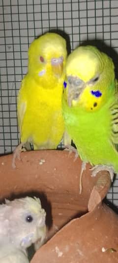 full breeder budgies pair 0