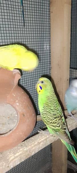 full breeder budgies pair 1