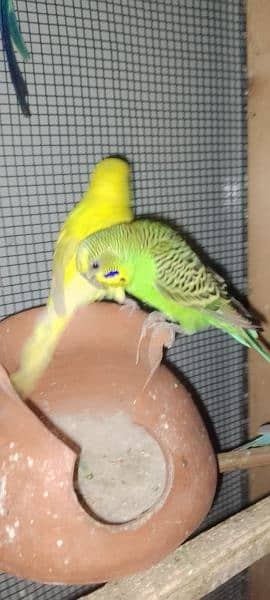 full breeder budgies pair 3