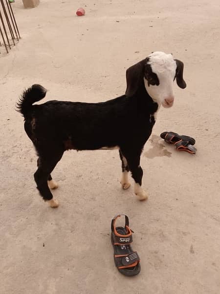 goat baby for sale 4 in total 0