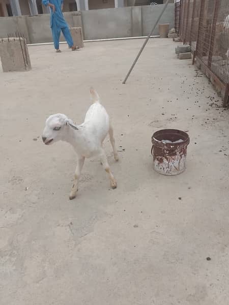 goat baby for sale 4 in total 1