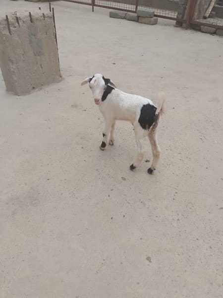 goat baby for sale 4 in total 4