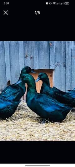 Black Cayuga large American breeder pair