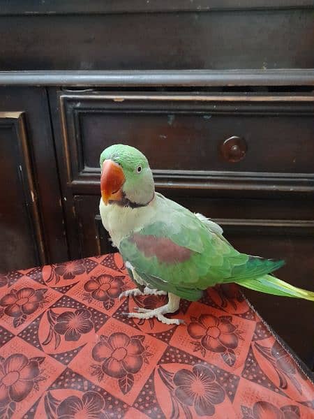 breeder parrot 1