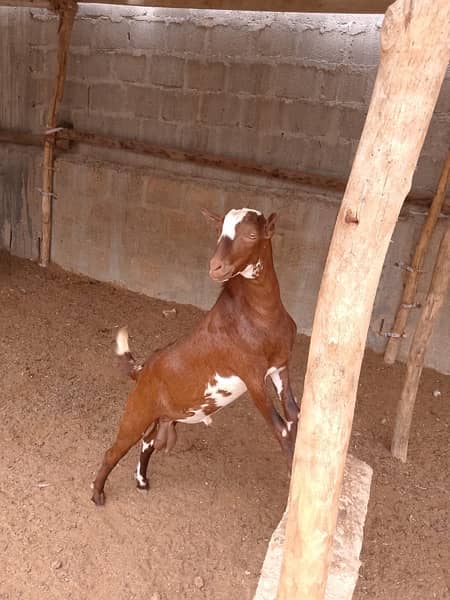 goat baby for sale 4 in total 5