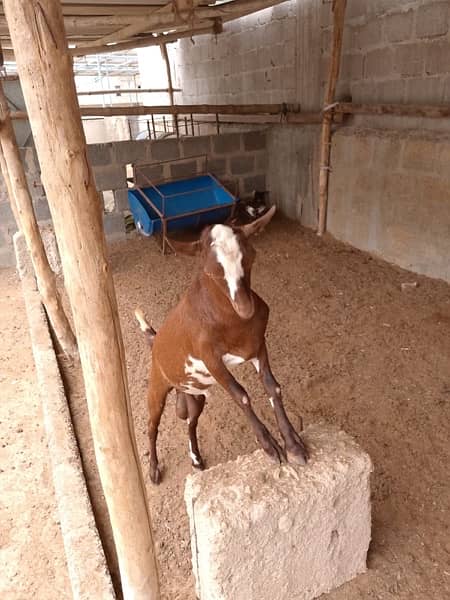 goat baby for sale 4 in total 7